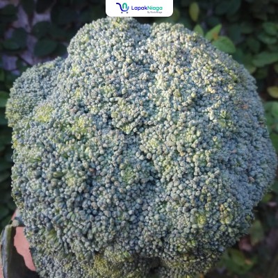 Brokoli Murah